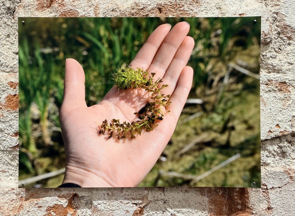 28 Maria Nalbantova Swamping 2025 28 Maria Nalbantova Swamping 2025