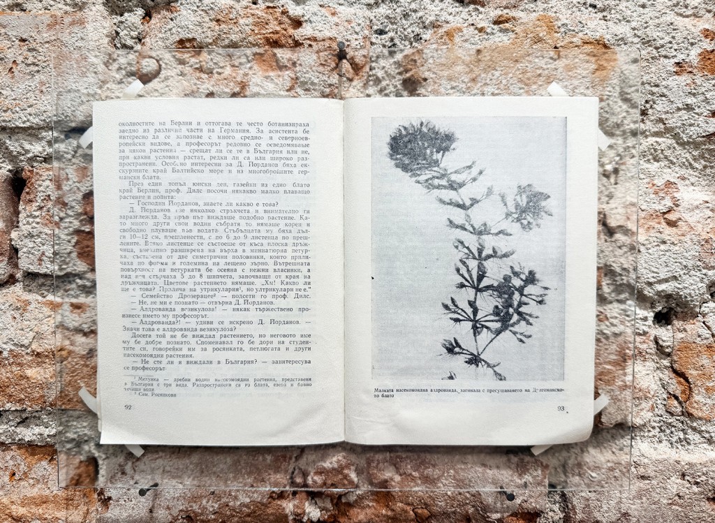 29 Maria Nalbantova Swamping 2025 29 Maria Nalbantova Swamping 2025